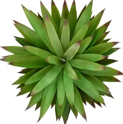 Agave Sisalana I Succulent