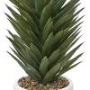 Agave Sisalana II Succulent
