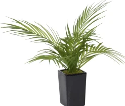 Areca Palm II Floral