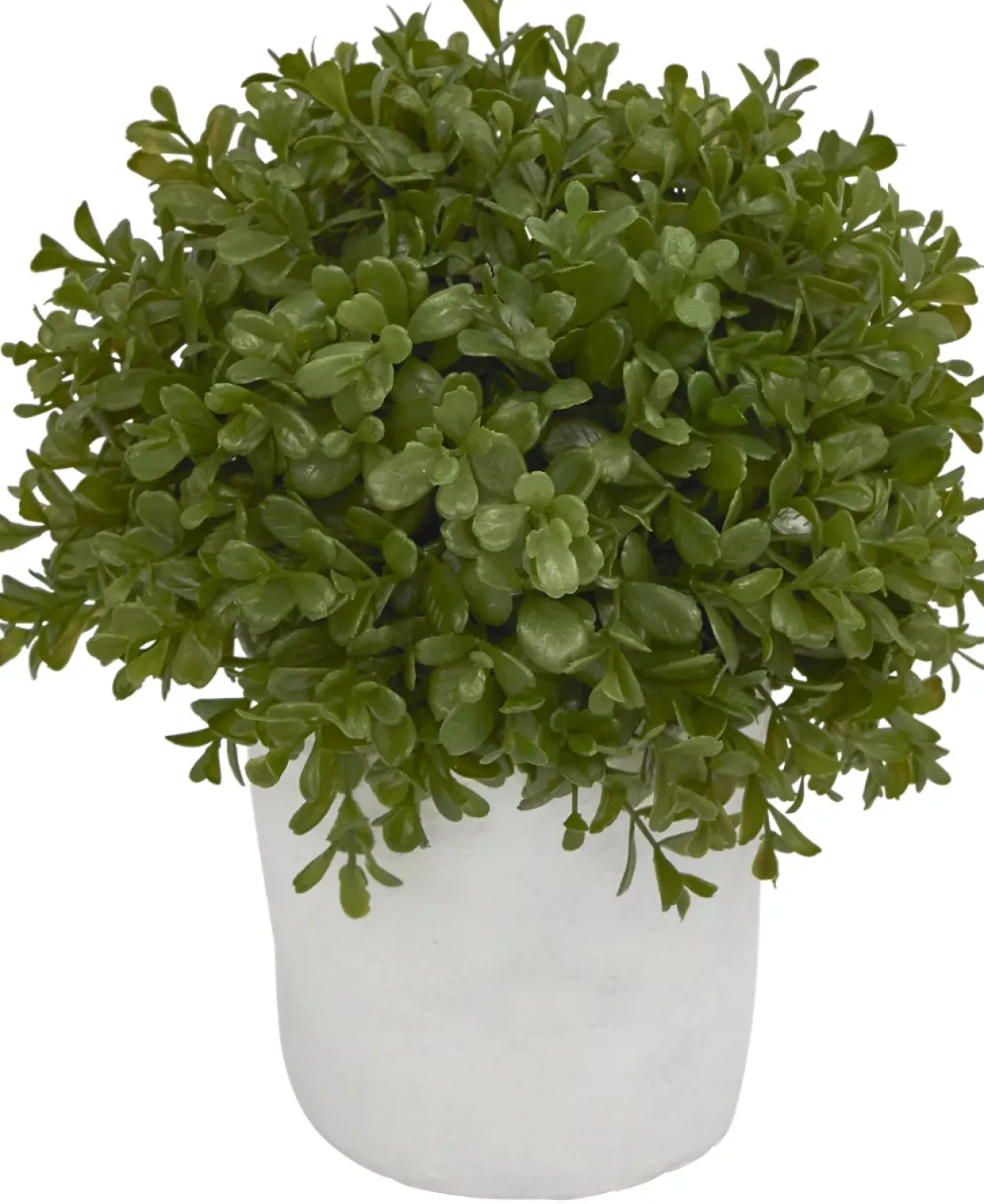 Boxwood Shrub Greenery