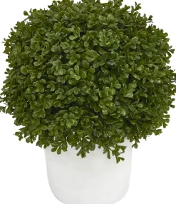 Boxwood Shrub Greenery