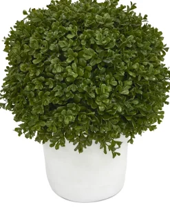 Boxwood Shrub Greenery