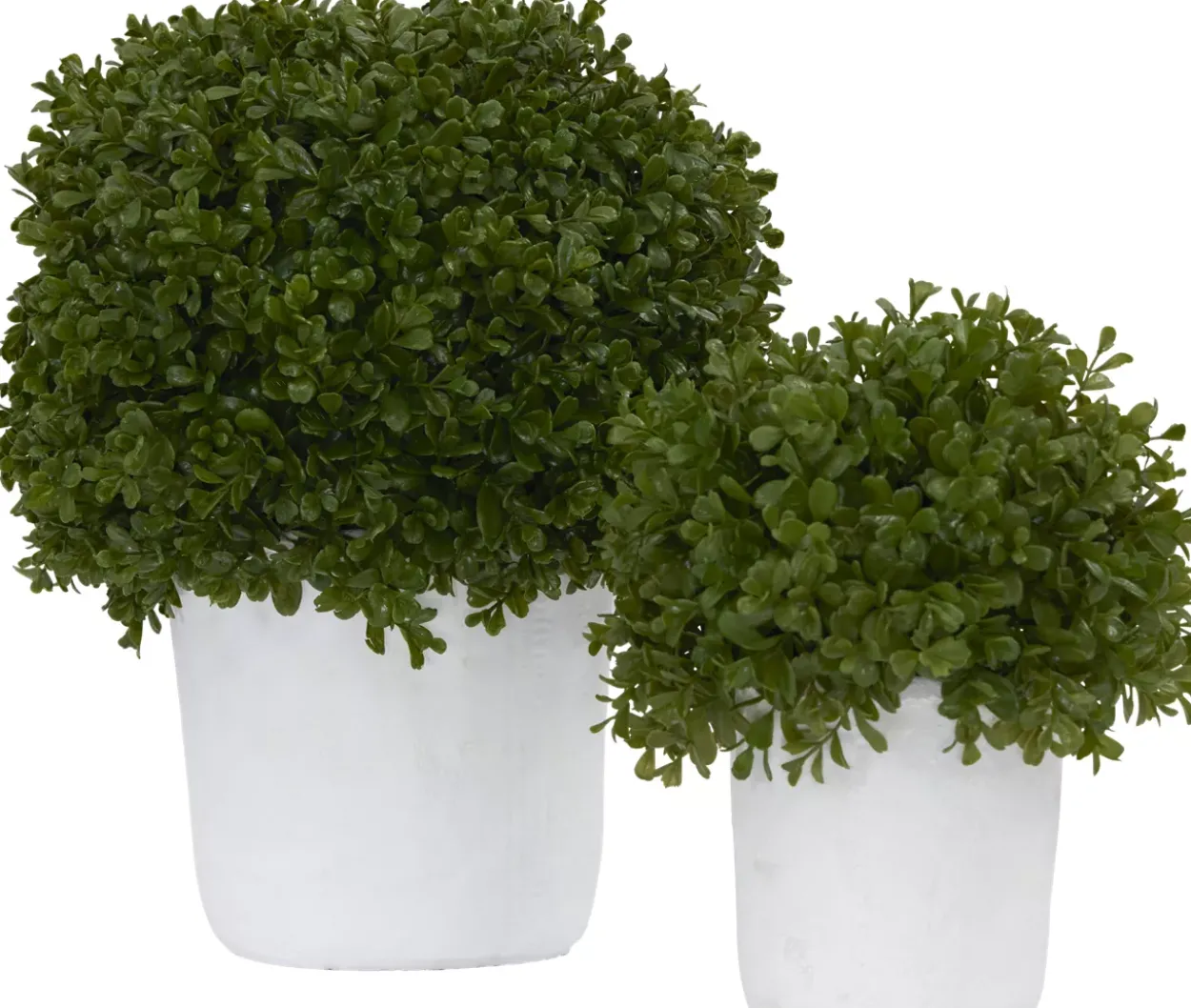 Boxwood Shrub Greenery