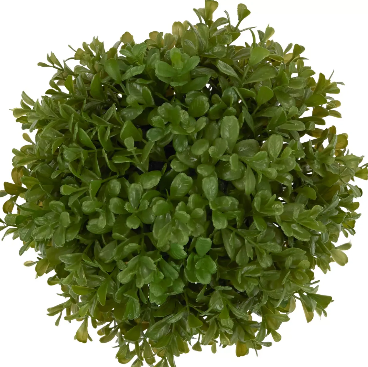 Boxwood Shrub Greenery
