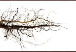 Branches Framed Art