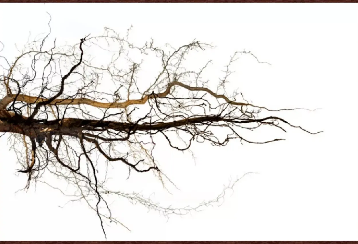 Branches Framed Art
