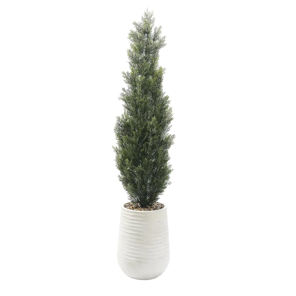 Cedar Tree