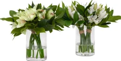 Cymbidium Floral