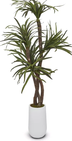 Dracaena Tree