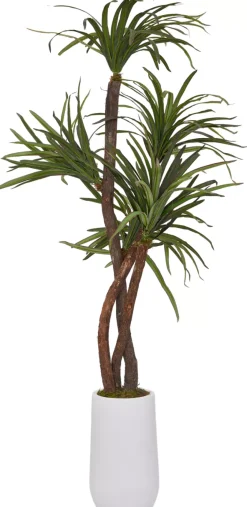 Dracaena Tree