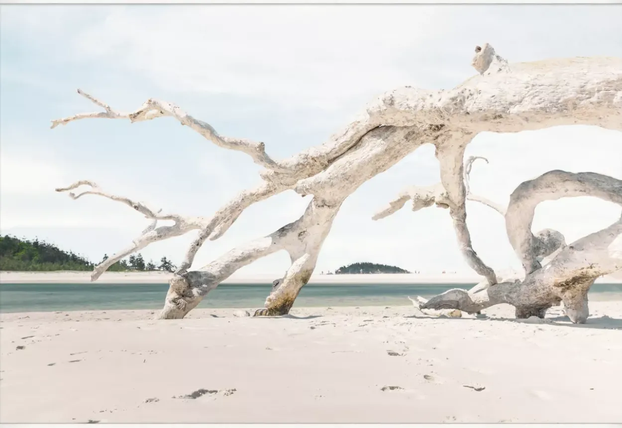 Driftwood Sands Wall Decor