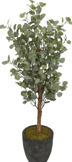 Eucalyptus Tree