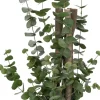 Eucalyptus Wood Greenery