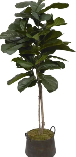 Fiddle Leaf II Tree