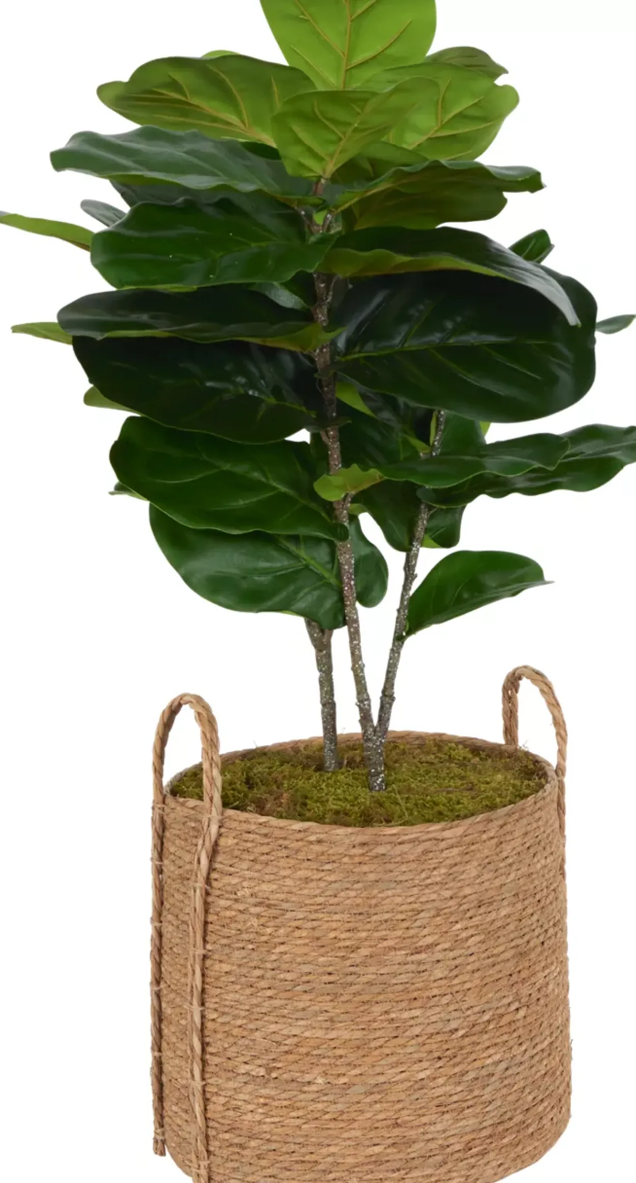 Fiddle Leaf IV Tree