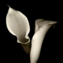 Floral Shadows Framed Art