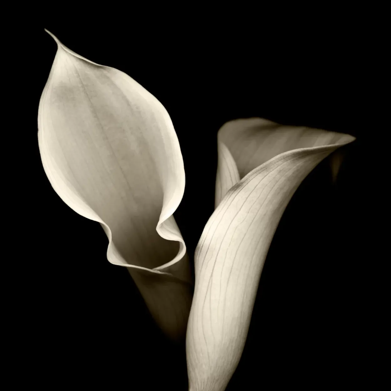Floral Shadows Framed Art