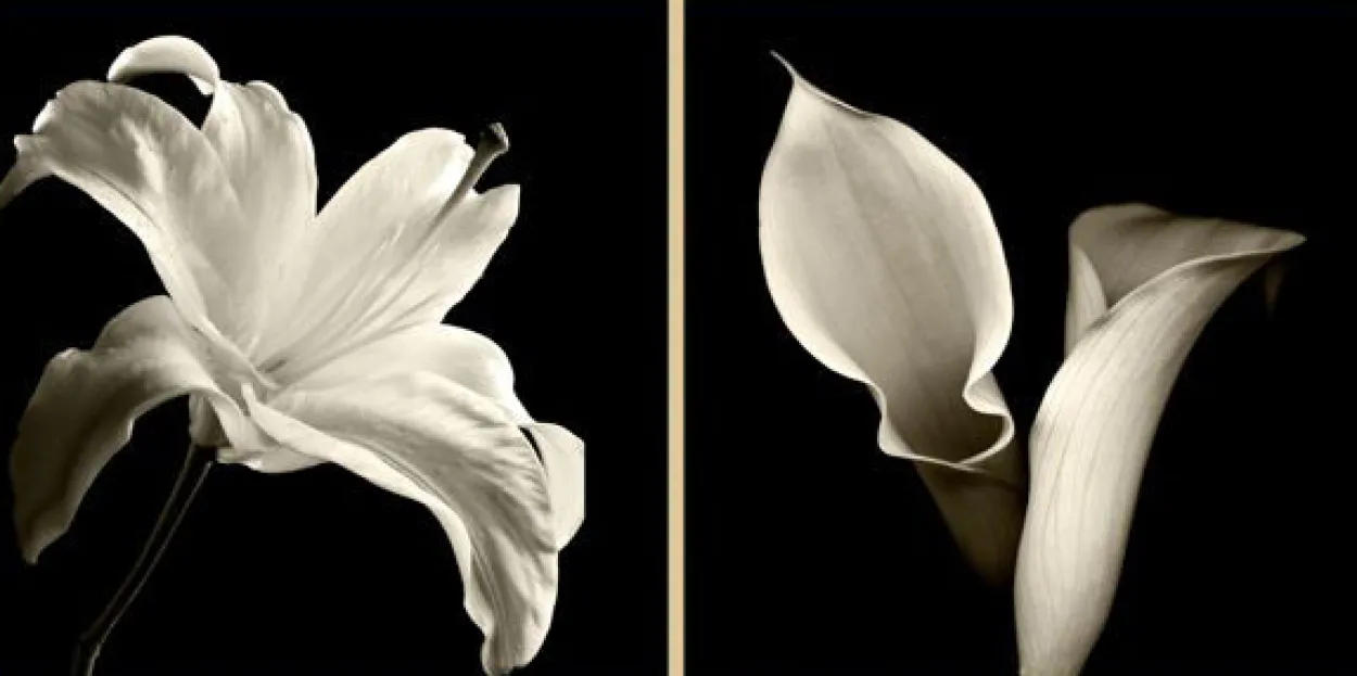 Floral Shadows Framed Art
