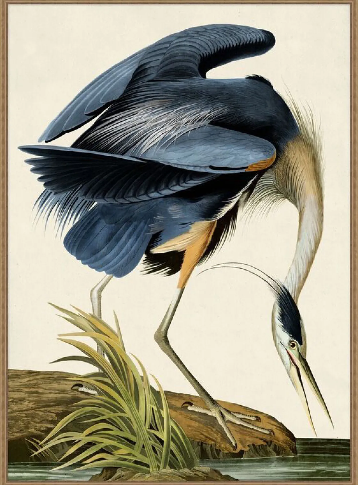 Grand Blue Heron Framed Art