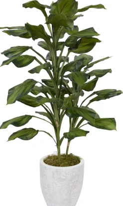 Hosta Floral
