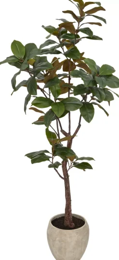 Magnolia Tree