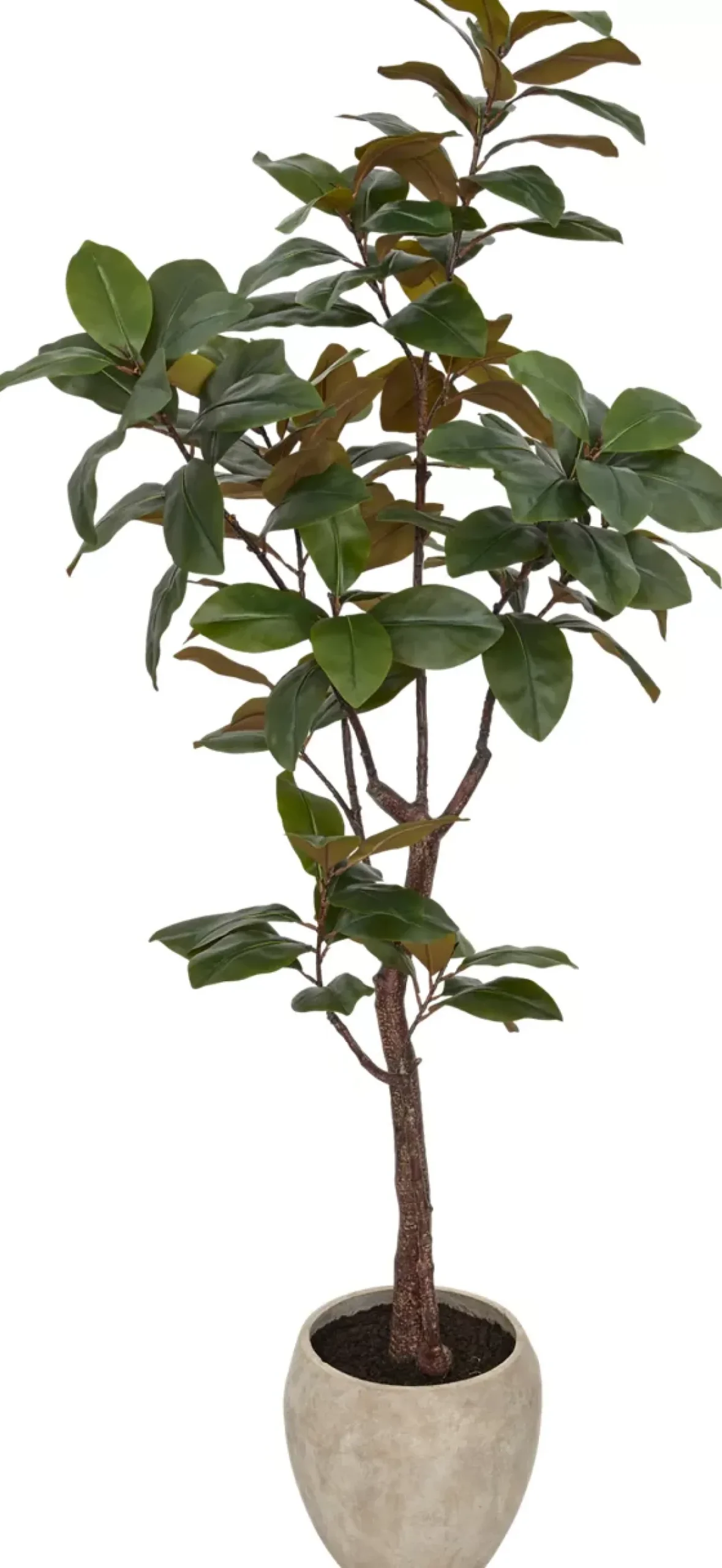Magnolia Tree