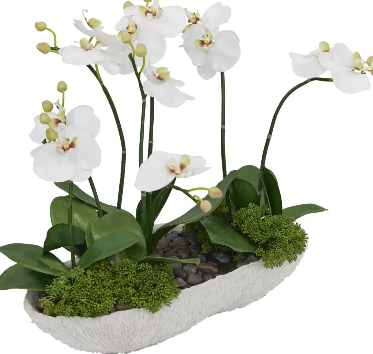 Orchid Skimmia Floral