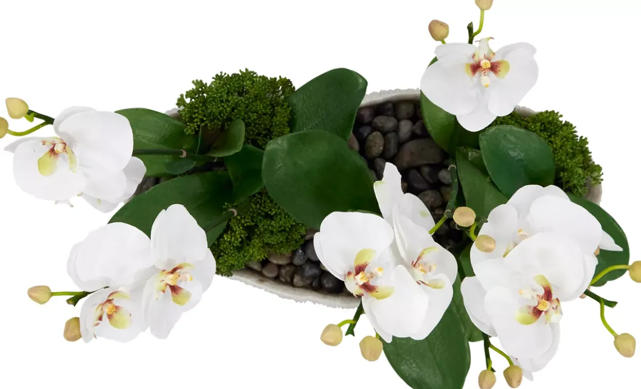 Orchid Skimmia Floral