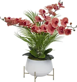 Phalaenopsis II Floral