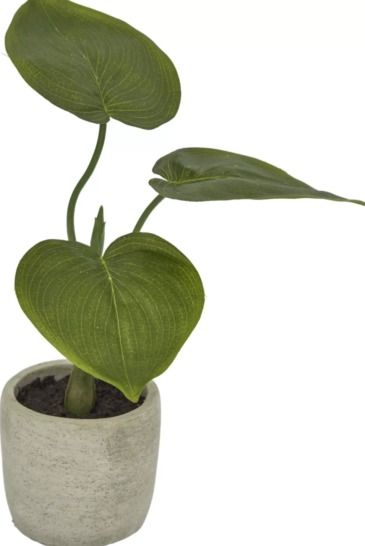 Philodendron Greenery