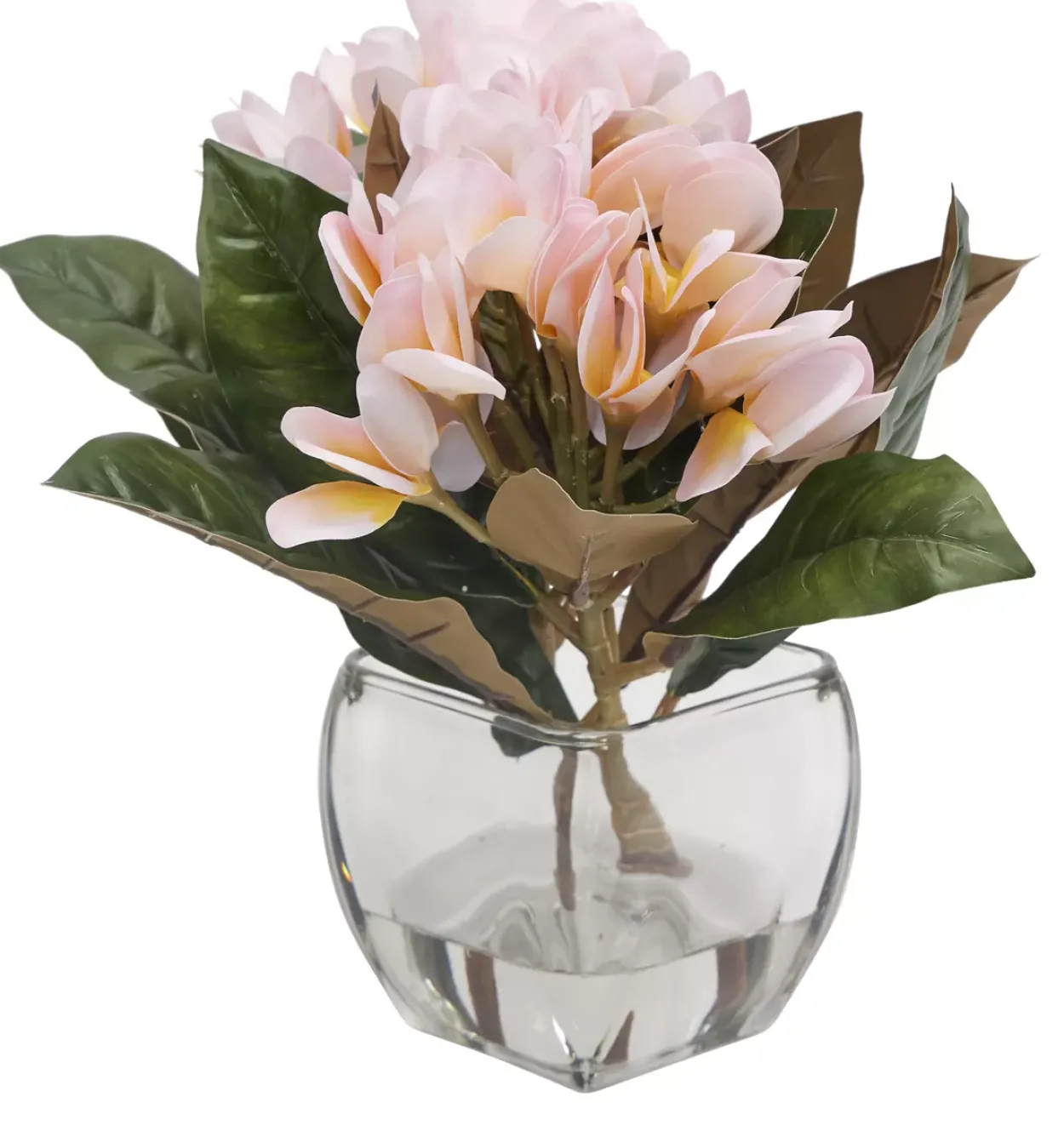 Plumeria Floral