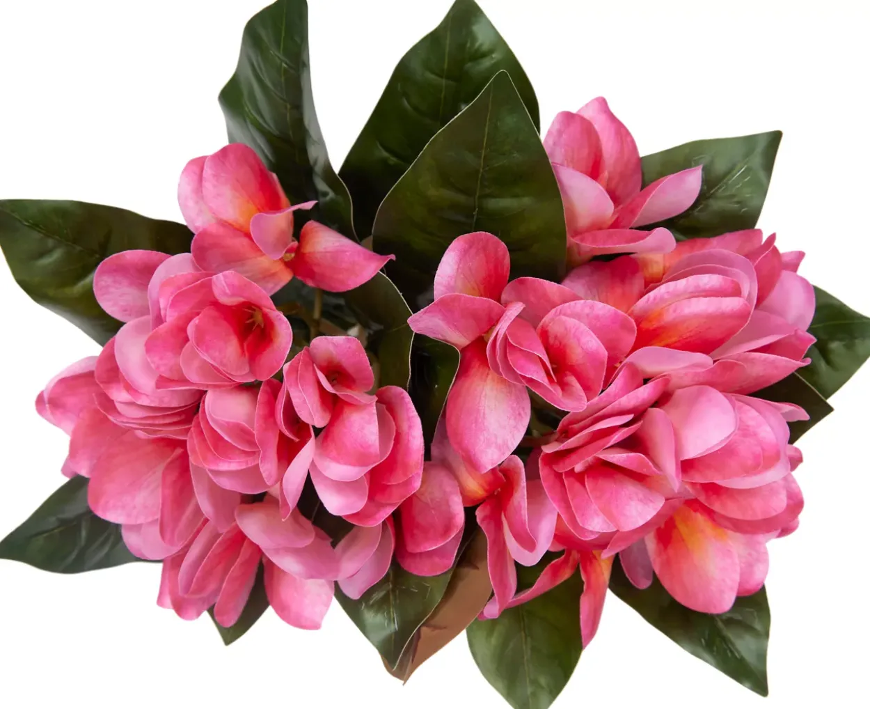 Plumeria Floral