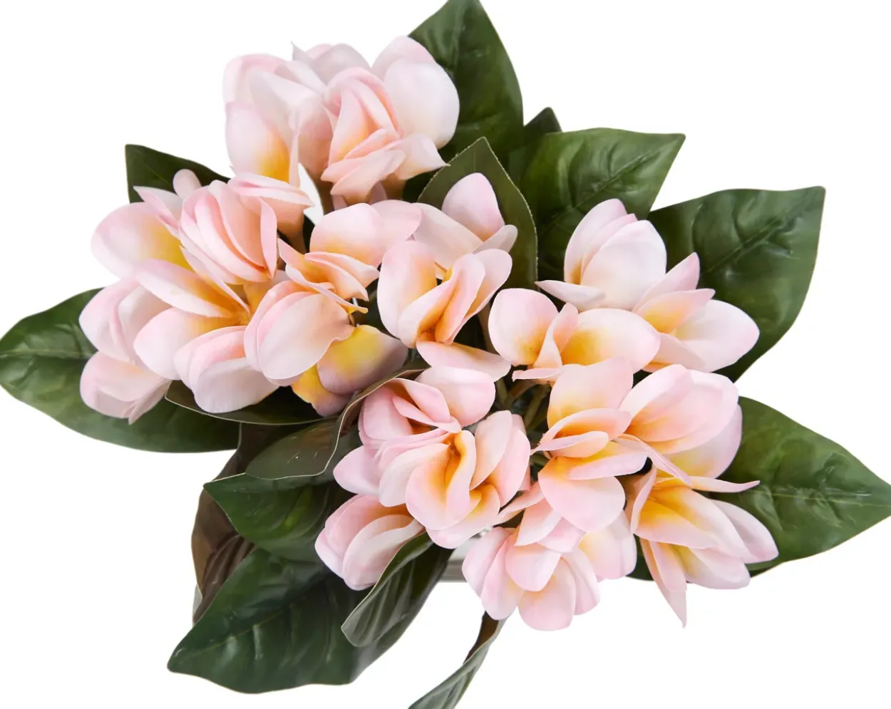 Plumeria Floral