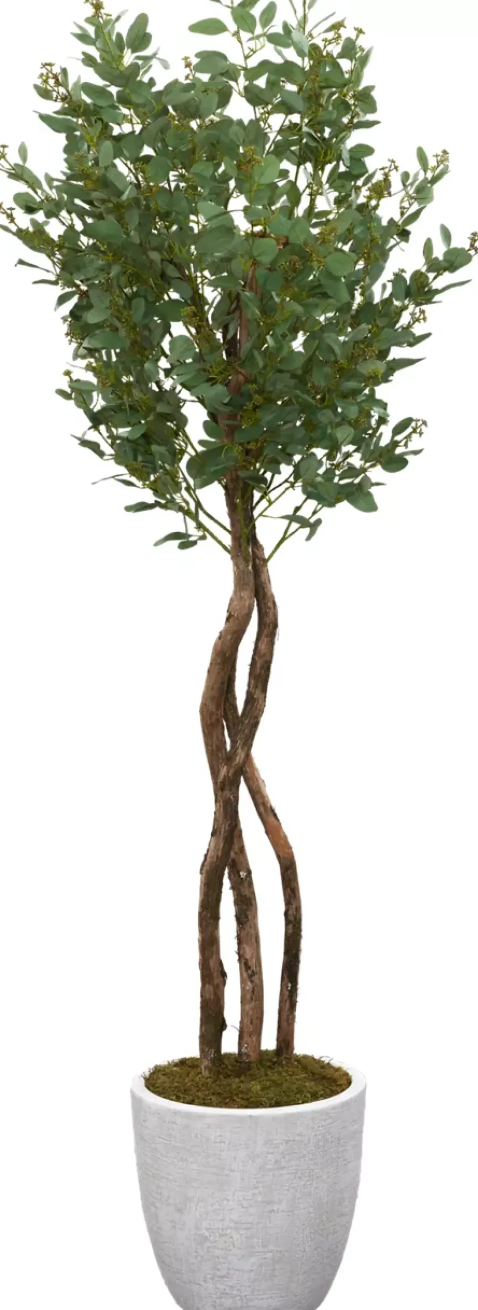 Poppel Spray Tree