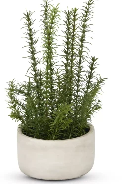 Rosemary Greenery