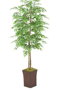 Ruscus Tree