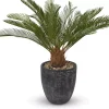 Sago Cycas Tree