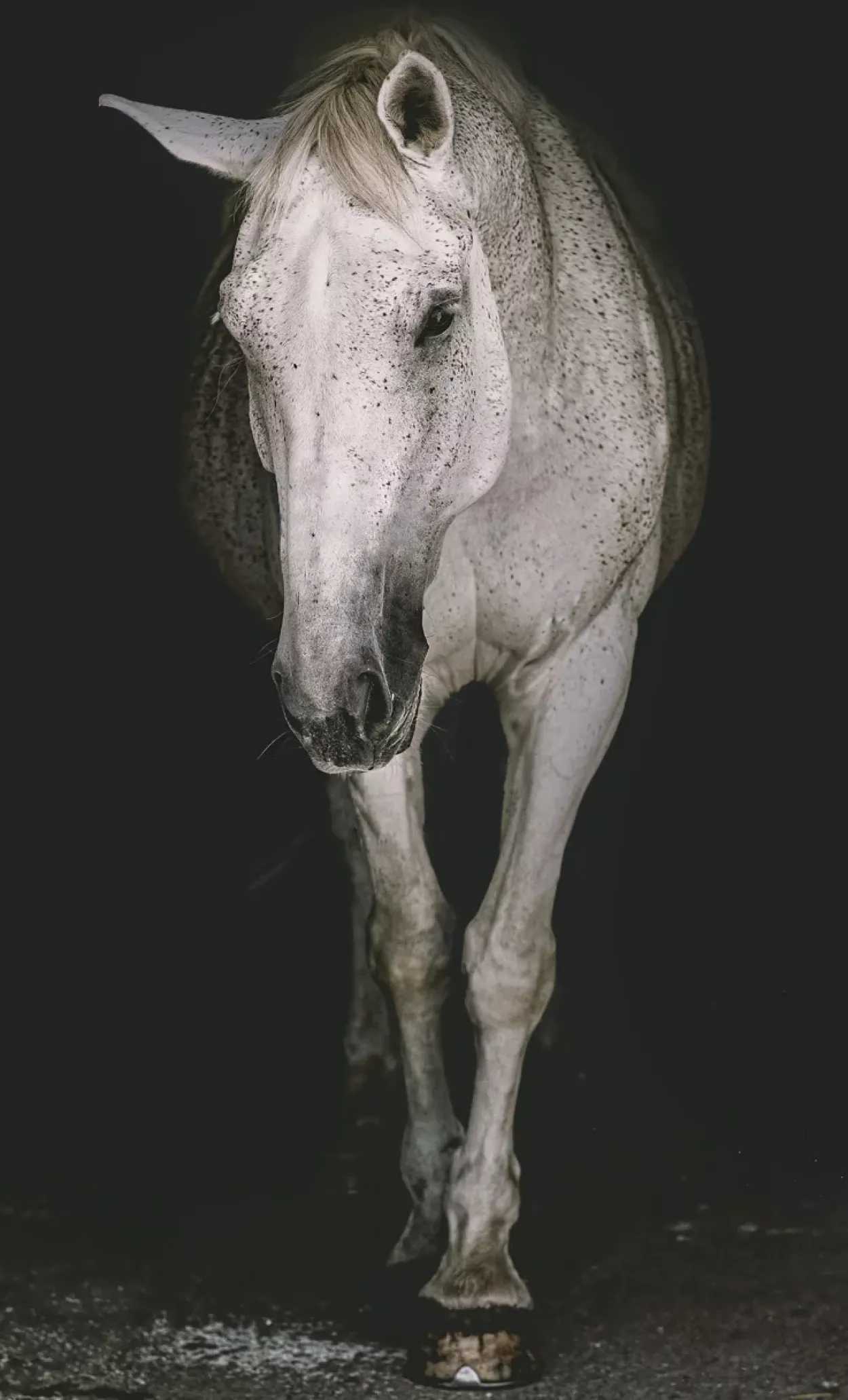 Spectral Stallion Wall Art