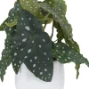 Spotted Begonia Greenery