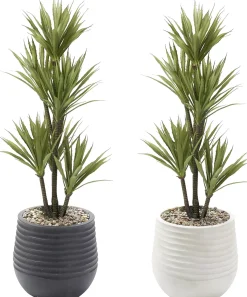 Yucca Tree
